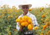 Dos de cada tres flores de cempasúchil del país salen de Puebla — el corte empezó el 25 de octubre Dos de cada tres flores de cempasúchil del país salen de Puebla — el corte empezó el 25 de octubre