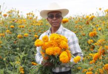 Dos de cada tres flores de cempasúchil del país salen de Puebla — el corte empezó el 25 de octubre Dos de cada tres flores de cempasúchil del país salen de Puebla — el corte empezó el 25 de octubre
