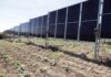 Paneles solares parados entre los cultivos: en Tianguismanalco está el primer sistema agrovoltaico vertical del país Paneles solares parados entre los cultivos: en Tianguismanalco está el primer sistema agrovoltaico vertical del país