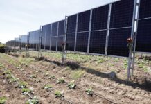 Paneles solares parados entre los cultivos: en Tianguismanalco está el primer sistema agrovoltaico vertical del país Paneles solares parados entre los cultivos: en Tianguismanalco está el primer sistema agrovoltaico vertical del país