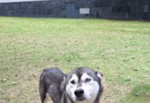 Vivía encadenada en una azotea: Bienestar Animal rescató a una perrita en la colonia La Libertad tras una denuncia con video Vivía encadenada en una azotea: Bienestar Animal rescató a una perrita en la colonia La Libertad tras una denuncia con video