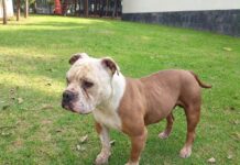 Estaba encadenado del cuello a un árbol: Bienestar Animal rescató a un perro en Lomas de San Miguel Estaba encadenado del cuello a un árbol: Bienestar Animal rescató a un perro en Lomas de San Miguel