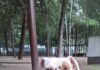 Una vecina grabó cómo golpeaban a un perro — así rescataron a Malfoy y Spike Una vecina grabó cómo golpeaban a un perro — así rescataron a Malfoy y Spike